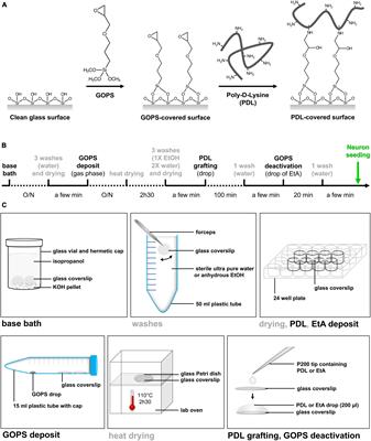 A simple method for poly-D-lysine coating to enhance adhesion and maturation of primary cortical neuron cultures in vitro
